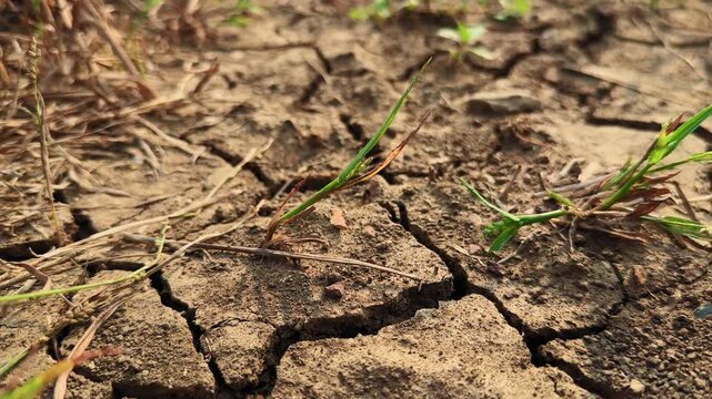 As the camera pulls back, a fragile green sprout emerges from cracked dry soil &mdash; a powerful contrast of life and drought, symbolizing resilience and nature&rsquo;s determination to survive.
