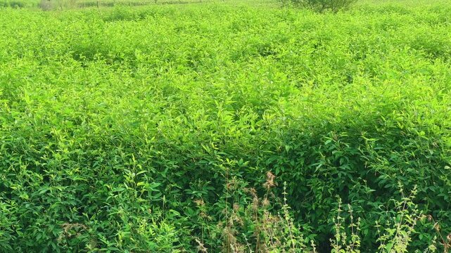 A wide-angle tracking shot moves smoothly over a lush pigeon pea (Cajanus cajan) field, showing the vibrant green expanse of toor dal or arhar plants under the morning sun.