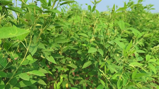 Pigeon pea (Cajanus cajan), also known as toor dal or arhar, sways under the sunlight. The camera gently moves forward, capturing lush green pods that symbolize India&rsquo;s pulse farming heritage.