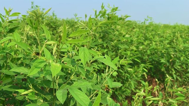 Pigeon pea (Cajanus cajan), a versatile legume also known as toor dal or arhar, thrives in the warm sunlight. Its lush green leaves represent sustainability and rural agriculture.