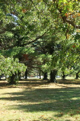park in autumn