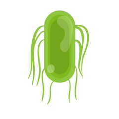 Salmonella Typhi Vector Illustration. Salmonella Typhi structure