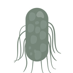 Salmonella Typhi Vector Illustration. Salmonella Typhi structure
