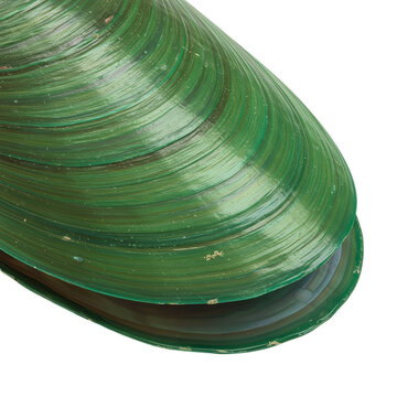 Green Mussel Shell Surface Close Up Detailed Realistic Photo