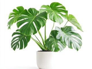 Lush Monstera plant in white pot