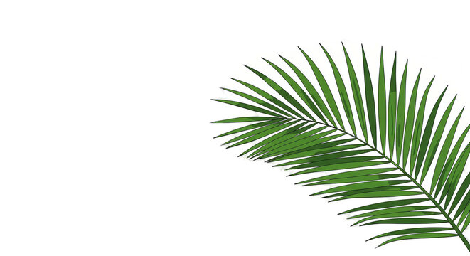 Green Palm Leaf With Soft Gradient Background Isolated