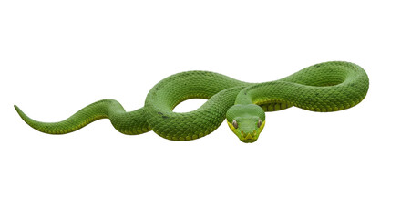 Green Pit Viper Snake With Yellow Scales Isolated Realistic Photo