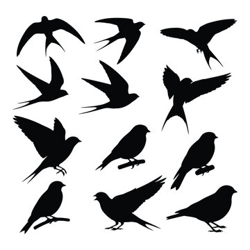 Birds in flight and perched silhouettes on a white background collection
