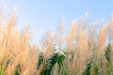 White Reed Grass in Warm Evening Light