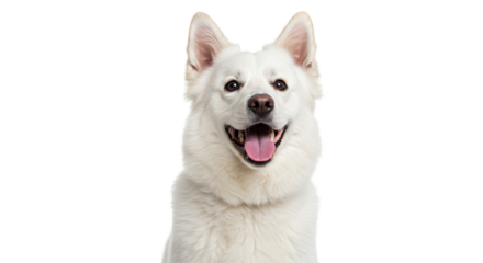 Happy White German Shepherd Dog Face with Tongue Out Isolated Transparent Background