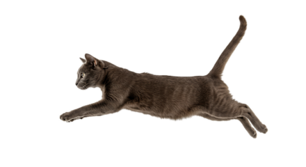 Jumping Grey Cat Isolated on Transparent Background Realistic Photo