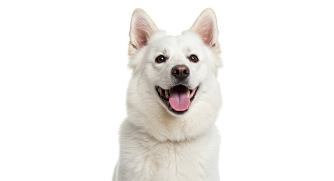 Happy White German Shepherd Dog Face with Tongue Out Isolated Transparent Background