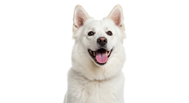 Happy White German Shepherd Dog Face with Tongue Out Isolated Transparent Background