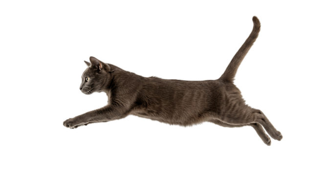 Jumping Grey Cat Isolated on Transparent Background Realistic Photo