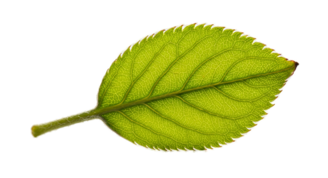 Macro Green Leaf Veins Translucent Glowing Texture Isolated