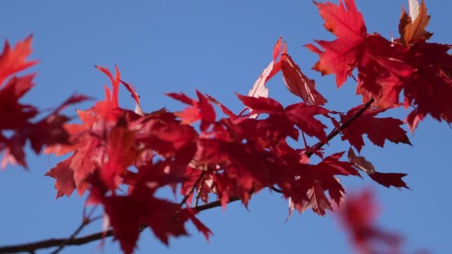red maple leaves against blue sky