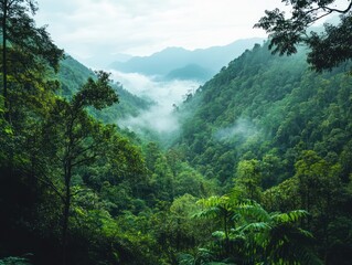 Lush valley shrouded in mist. Dense green forest fills the mountain valley