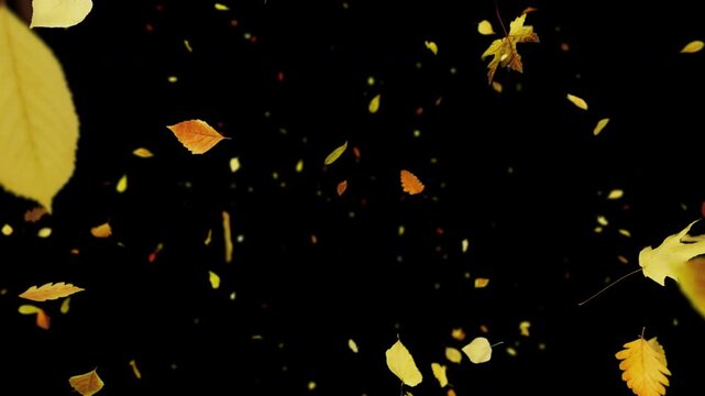 Falling Autumn Leaves on Transparent Background - 3D Animation of Falling Leaves