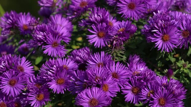 purple new England aster flower under breeze
