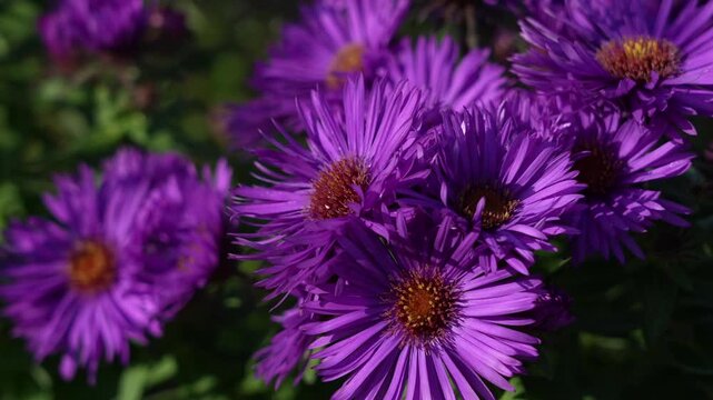 purple new England aster flower under breeze