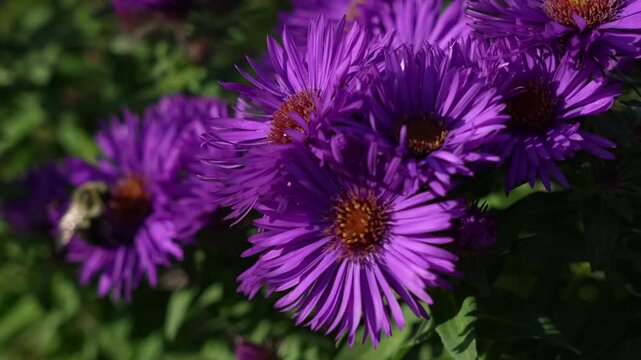 bee on purple new England aster flower