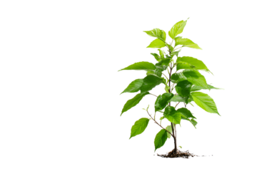 Green seedling plant with leaves isolated on transparent background