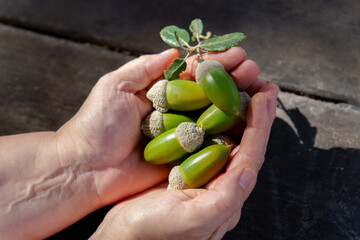 Hands cupping fresh green acorns and an oak leaf on a wooden background, representing nature, growth, and potential