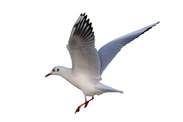Black-headed Gull flying isolated on transparent background png file