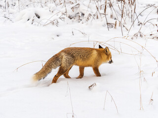 European Red Fox (Vulpes vulpes) in winter forest