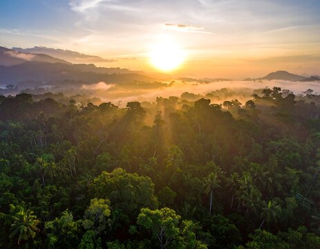 Aerial view of sunrise over a lush, vibrant tropical rainforest canopy - Powered by Adobe