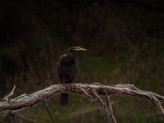 Australasian Darter On Scruffy Branch