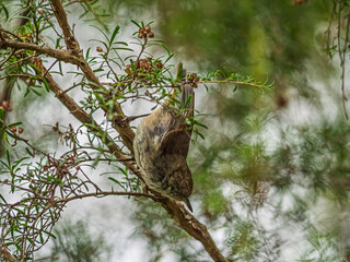 Vertical White Throated Tree Creeper