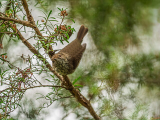 Upside Down White Throated Tree Creeper