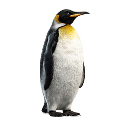 Obraz premium Emperor Penguin Standing Isolated on Transparent Background – Majestic Antarctic Bird