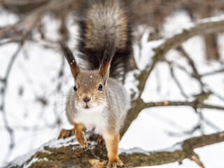 Squirrel in winter sits on a tree trunk with snow