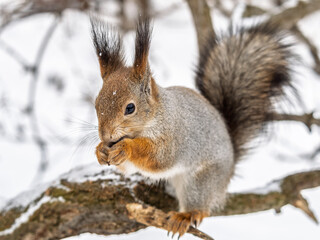 The squirrel with nut sits on tree in the winter or late autumn