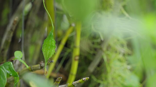 Fresh bitter melon grown in a small garden
