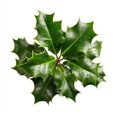Fototapeta premium Glossy holly leaves with water.