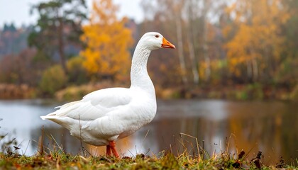 Obraz premium A lone white goose stands by a still lake with autumn foliage in background