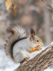 The squirrel with nut sits on tree in the winter or late autumn