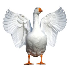 Obraz premium A large, white fowl with outstretched wings against a blank background