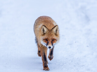 European Red Fox (Vulpes vulpes) in winter forest