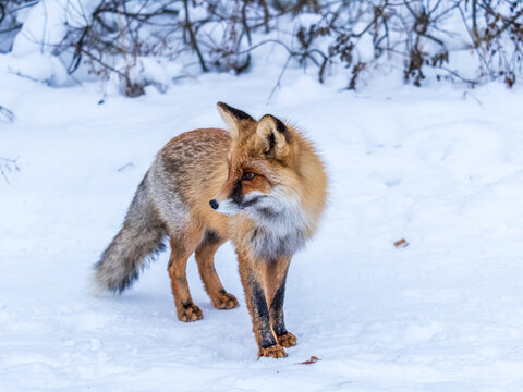 European Red Fox (Vulpes vulpes) in winter forest