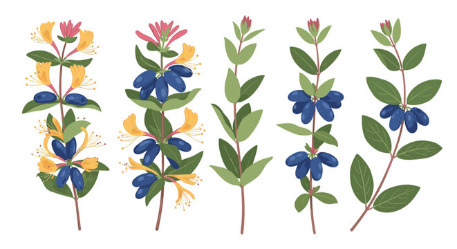 Set of honeysuckle branches with ripe blue berries and delicate yellow flowers.