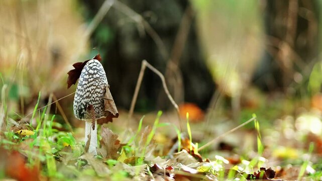 Close-up of Coprinus picaceus growing among oak leaves in a sunny autumn forest. Low handheld shot slowly pulling back, revealing the mushroom&rsquo;s bird-like shape and natural setting.