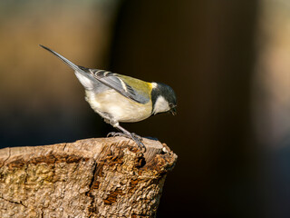 Naklejka premium 木にとまるシジュウカラ