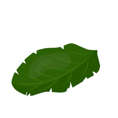 Vibrant green leaf vector illustration, botanical element isolated on white background