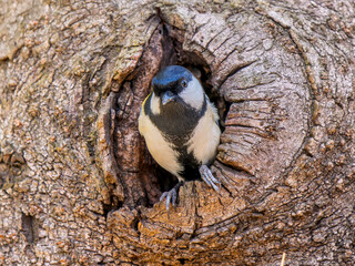 木にとまるシジュウカラ