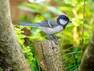 Fototapeta premium 木にとまるシジュウカラ