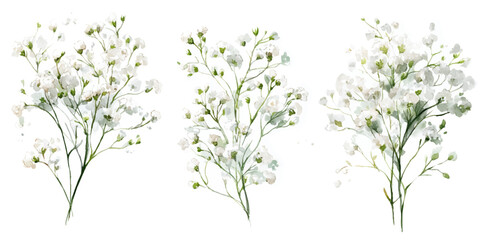 Background with tiny white flowers (gypsophila paniculata), blurred. Flower transparent background	